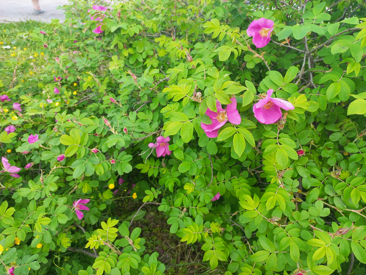 Цветет шиповник