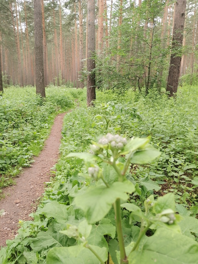 Красивый репейник. 