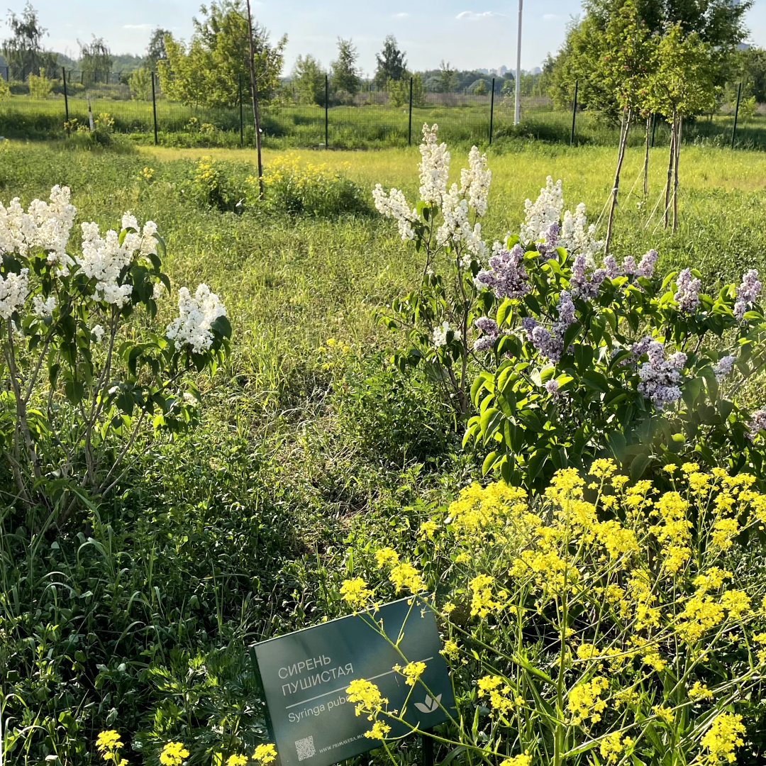 На набережной полуострова Покровское-Стрешнево раскинулся экопарк Primavera, построенный девелопером «Стадион «Спартак» в рамках комплексного развития района.-2-3