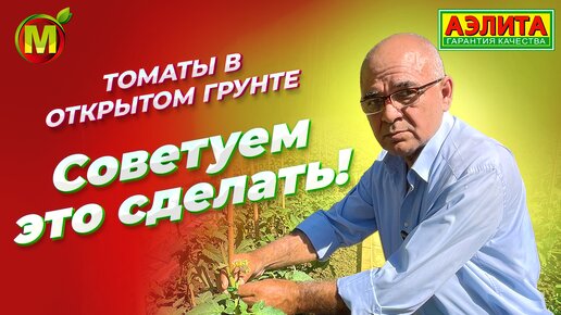 Наш опыт выращивания ТОМАТОВ В ОТКРЫТОМ ГРУНТЕ. Делимся советами!