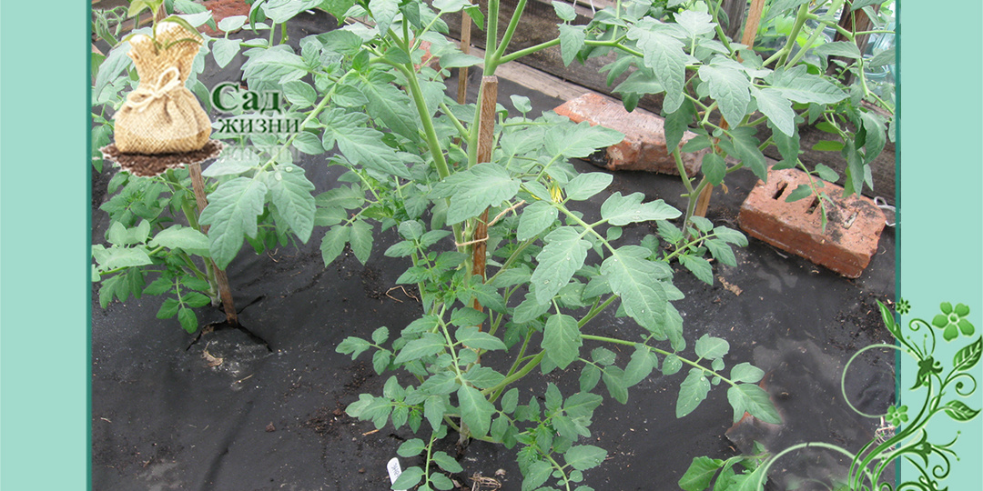 10 правил подкормки томатов, перцев и баклажанов