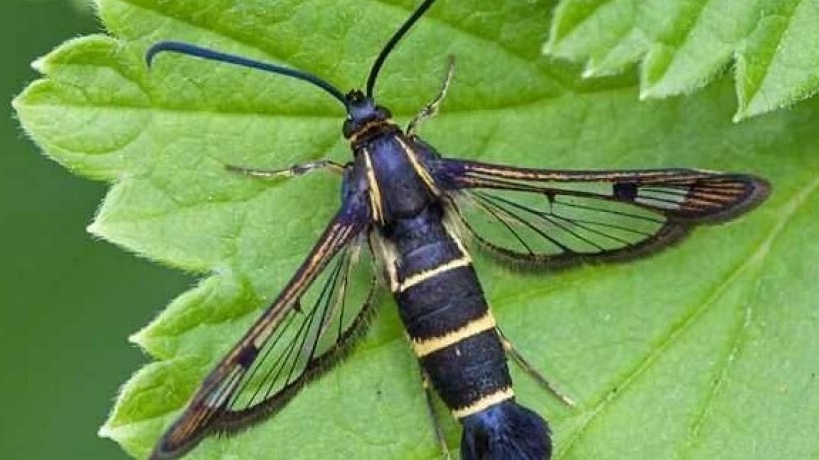 Смородиновая стеклянница – практически неуязвимый вредитель.