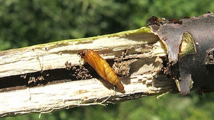 Если бабочка живет сезон, то продолжительность жизни гусеницы – 1 год в южном регионе, 3 года в северном. 