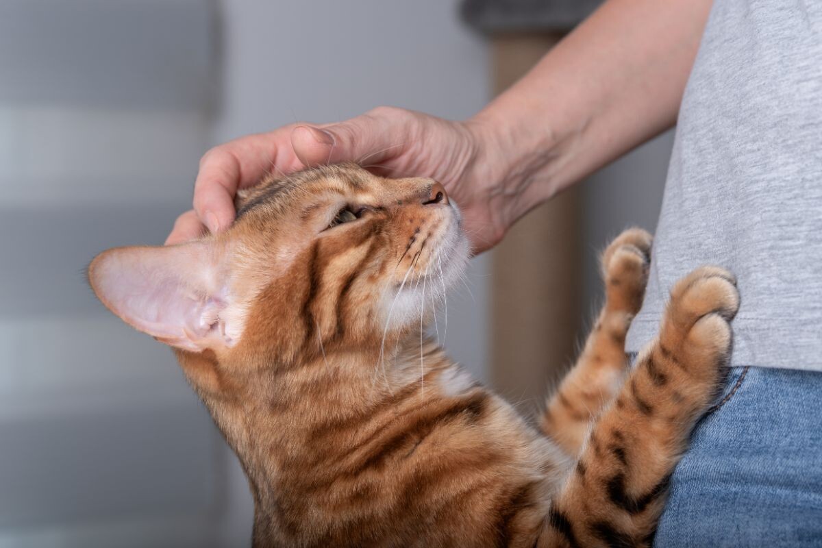 Кошка сочувствует хозяину 