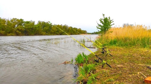 Поставил на червя... и ОНО загнуло ДО САМОЙ ВОДЫ!!!! Рыбалка на сазана весной