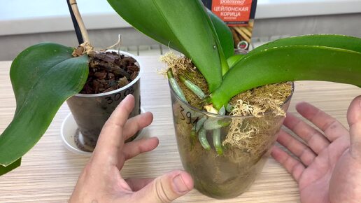 орхидея вместо мусорки попав ко мне УДИВИЛА вместе с ПНЁМ : корни орхидеи как на дрожжах