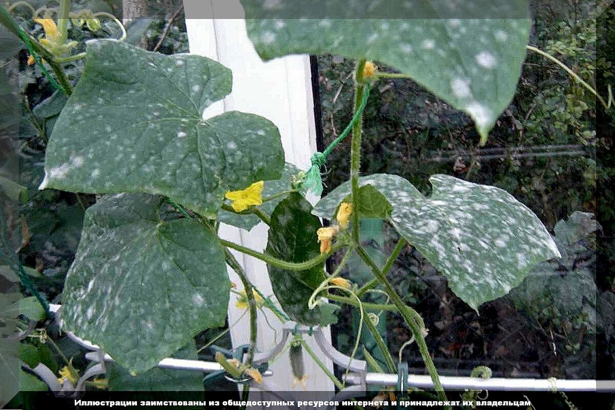 https://vk.com/photo-159774511_457266018. Мучнистая роса на огурцах