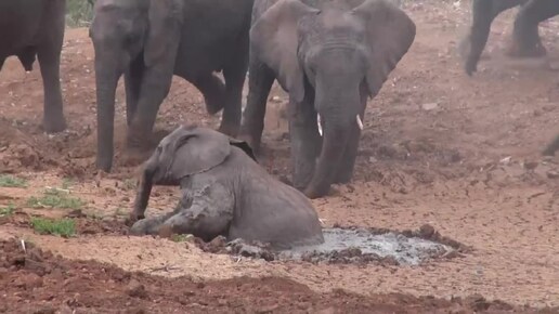 Люди спасли слоненка от смертельной опасности, и взрослые животные решили отблагодарить их в ответ
