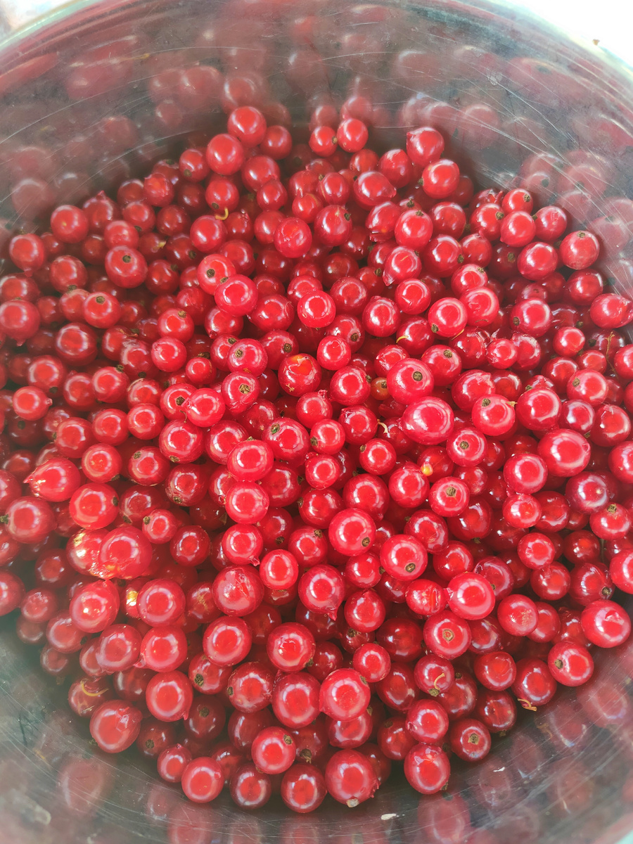 Мой скромный урожай красной смородины