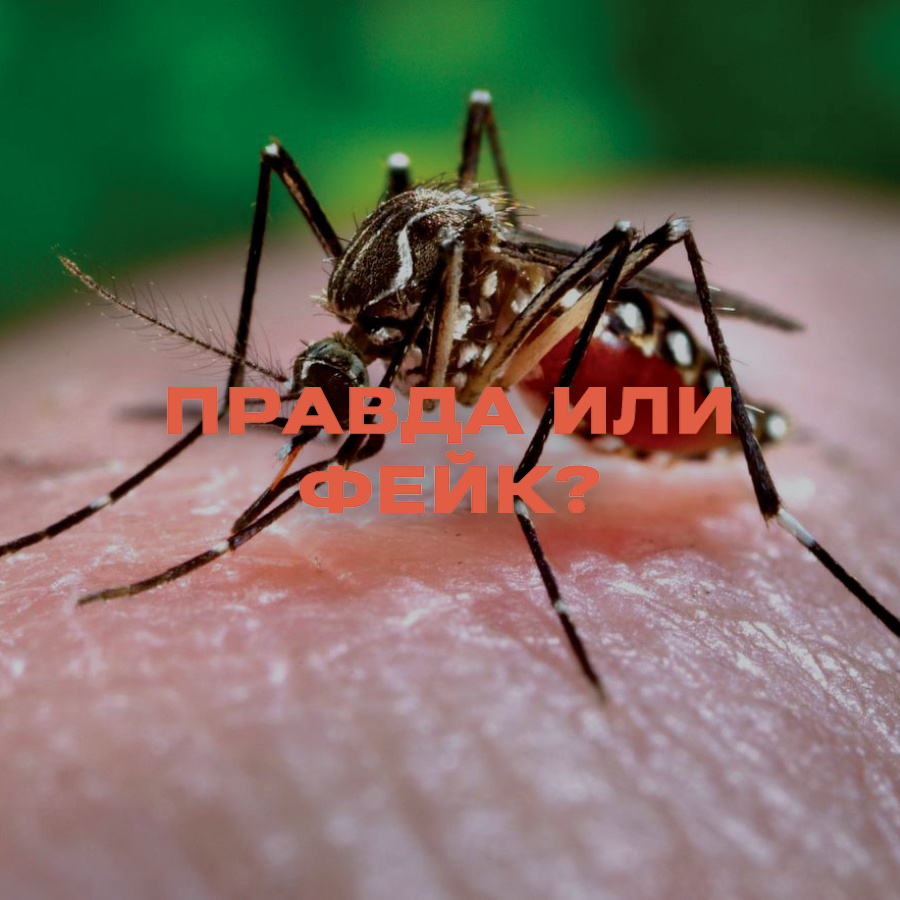 В соцсетях и СМИ пишут об опасных комарах в Алтайском крае, которых могли завезти из Таиланда.