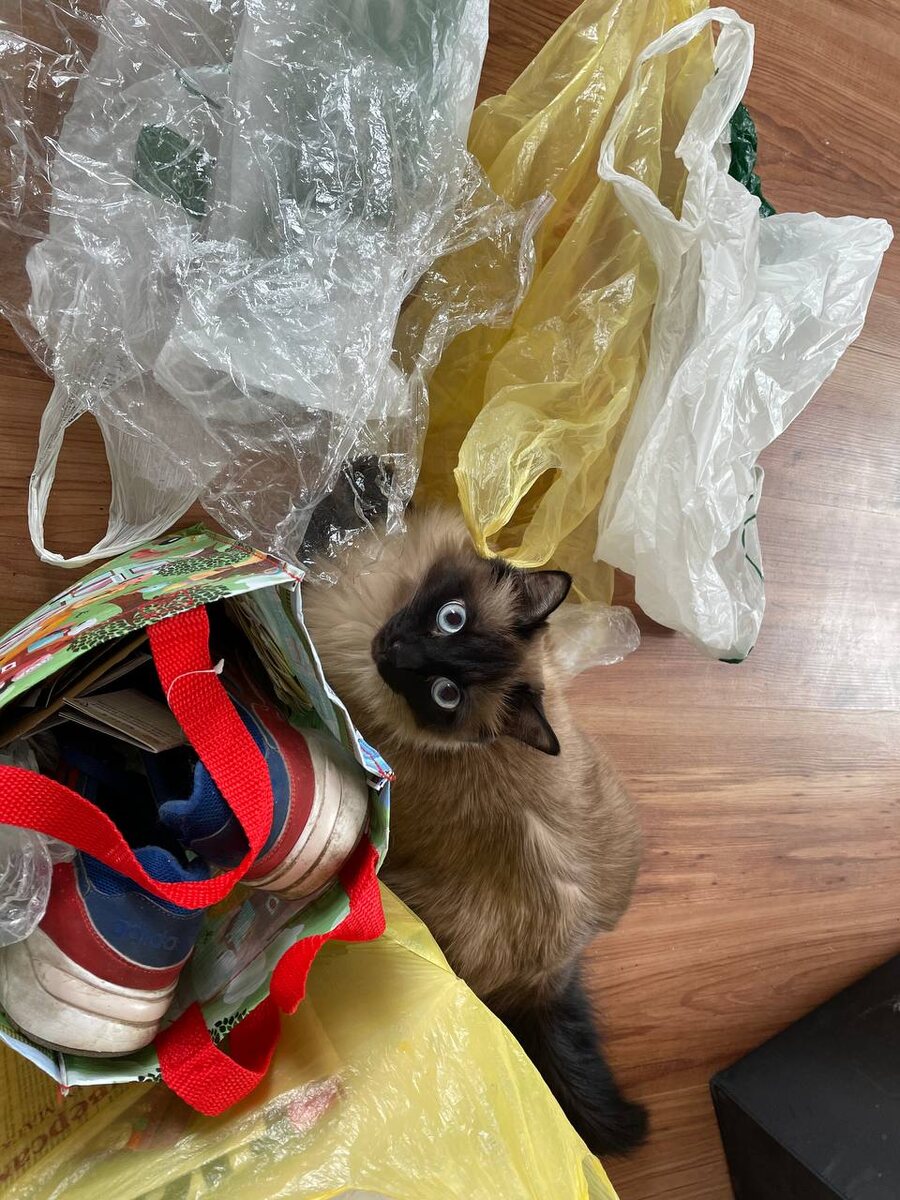 Пуша контролирует сбор вещей