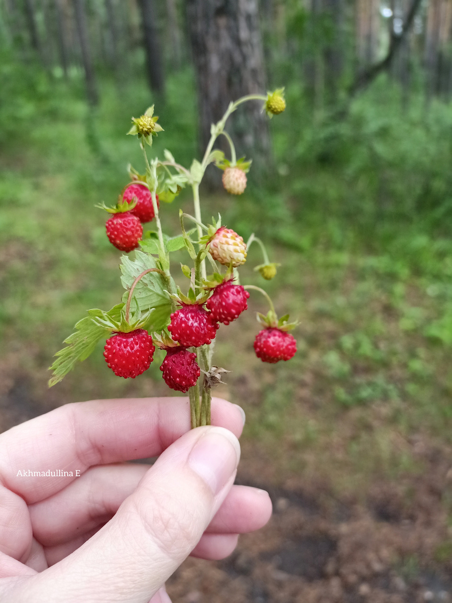 Земляника. Фото автора. На днях очень много попадалось ее в районе Миасса. Уже красная. А у нас клубника ещё зелёная стои́т