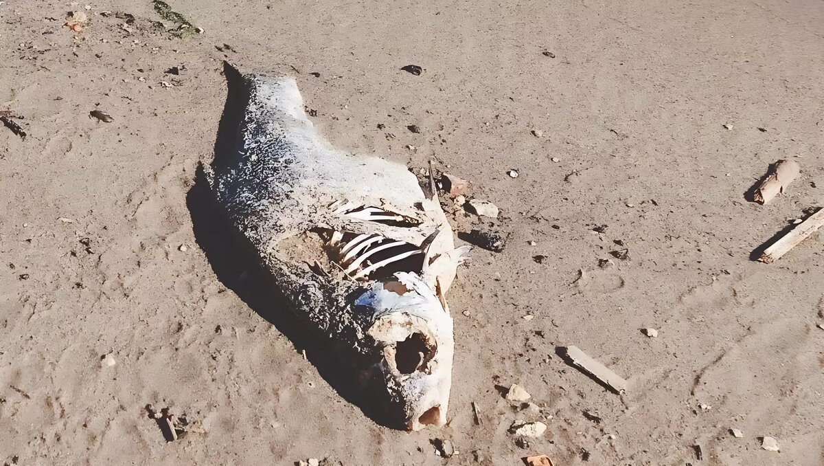     Источник: inkazan.ru