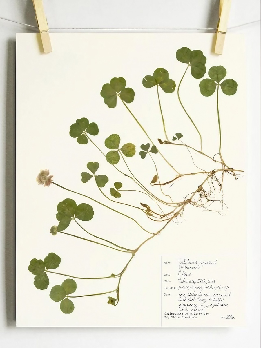 Клевер ползучий (Trifolium repens)