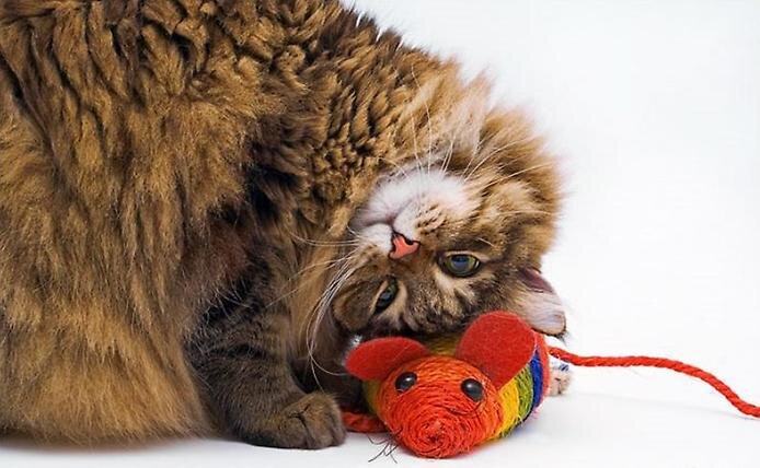 Фото из Интернета.