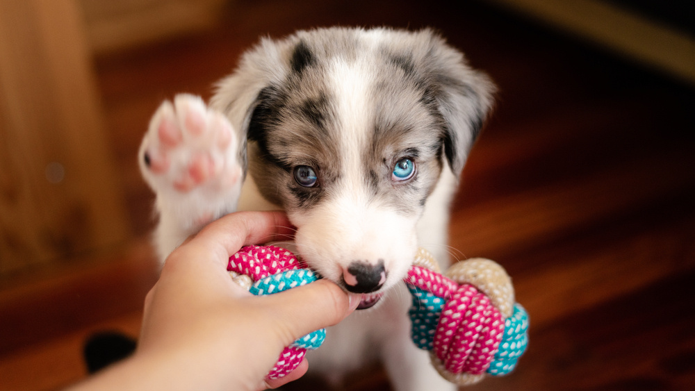 Финские психологи изучили явление, хорошо знакомое владельцам собак — puppy blues. Так называют состояние, когда появление щенка в доме вызывает не только радость, но и негативные эмоции.