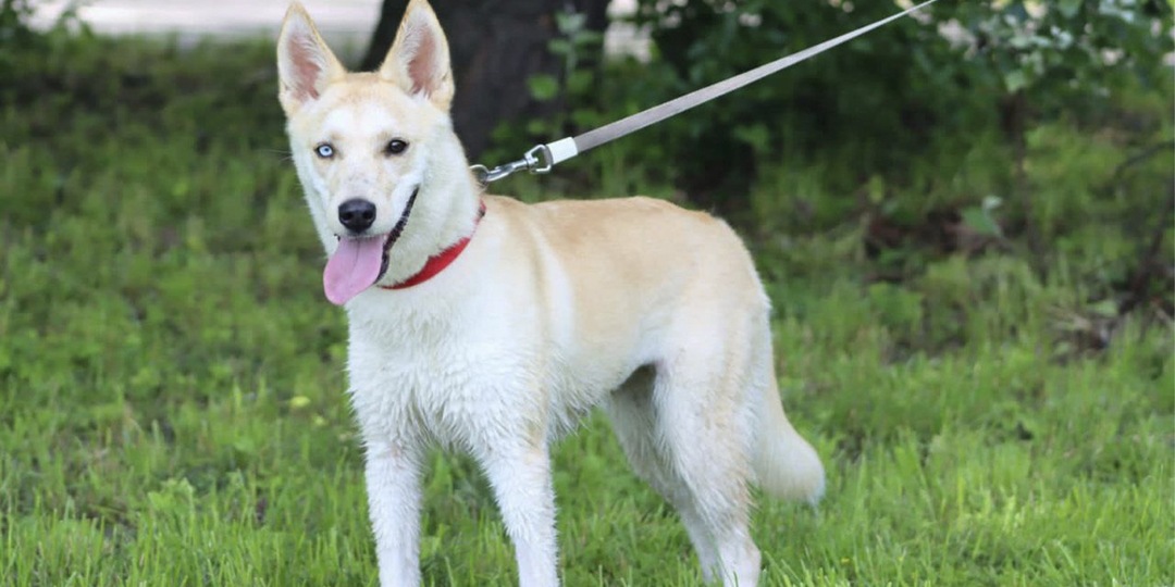 Щенок с разноцветными глазами попросил помощи у людей в Москве