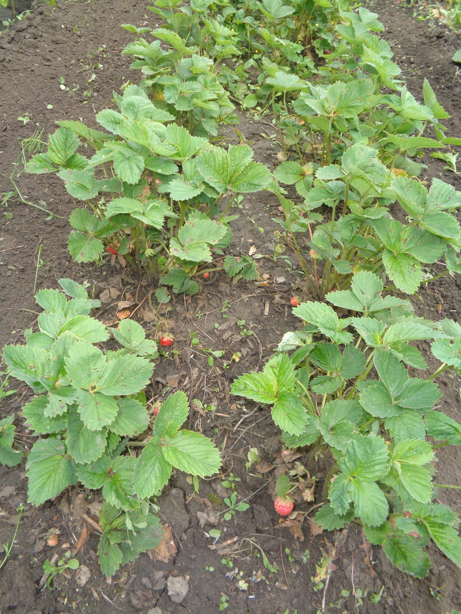 Кустовой способ выращивания земляники