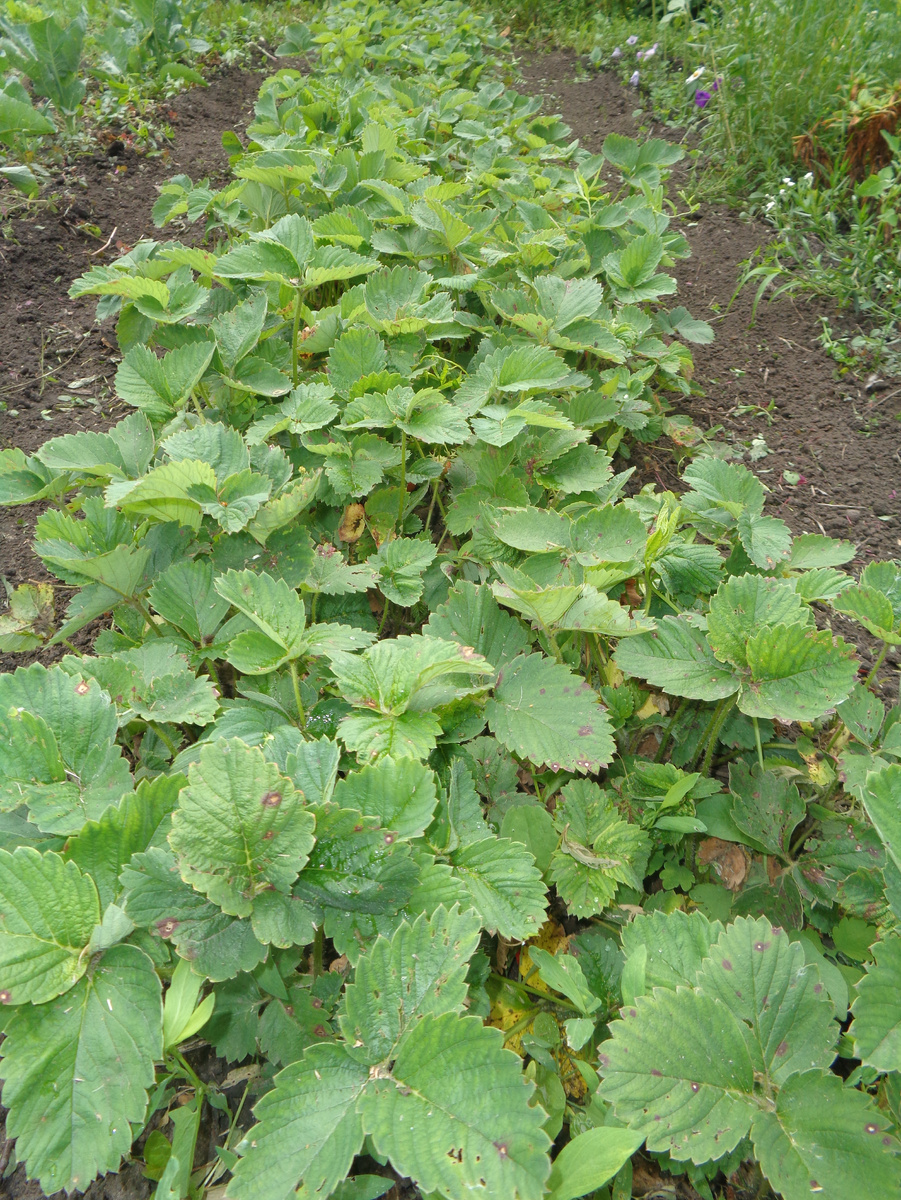 Выращивание земляники узкими полосами шириной 40 см.