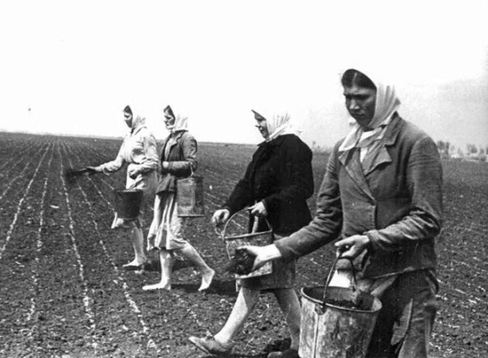 Посевная кампания на Кубани в 1945 году. Источник - rodina-history.ru