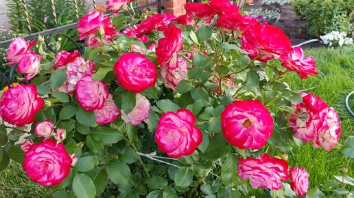 Моя любимая роза - Юбилей принца Монако. Первое цветение. Июнь 2024