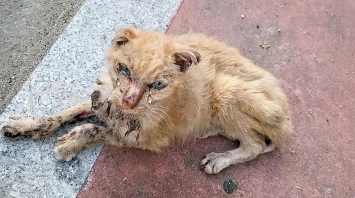 Ко мне медленно приближается бездомный кот со слезящимися глазами, умоляя о еде и помощи!