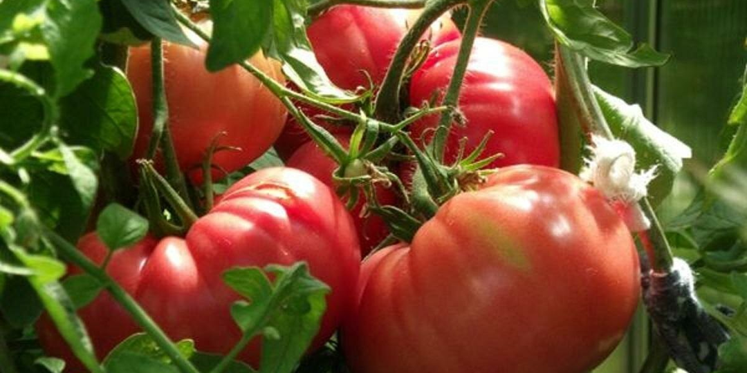 Вот, что я делаю, чтобы получить богатый урожай томатов и огурцов, подкормки, которые выручают каждый год