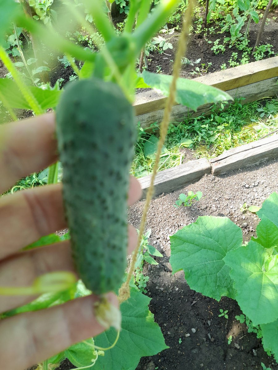 Фото автора. Первые!