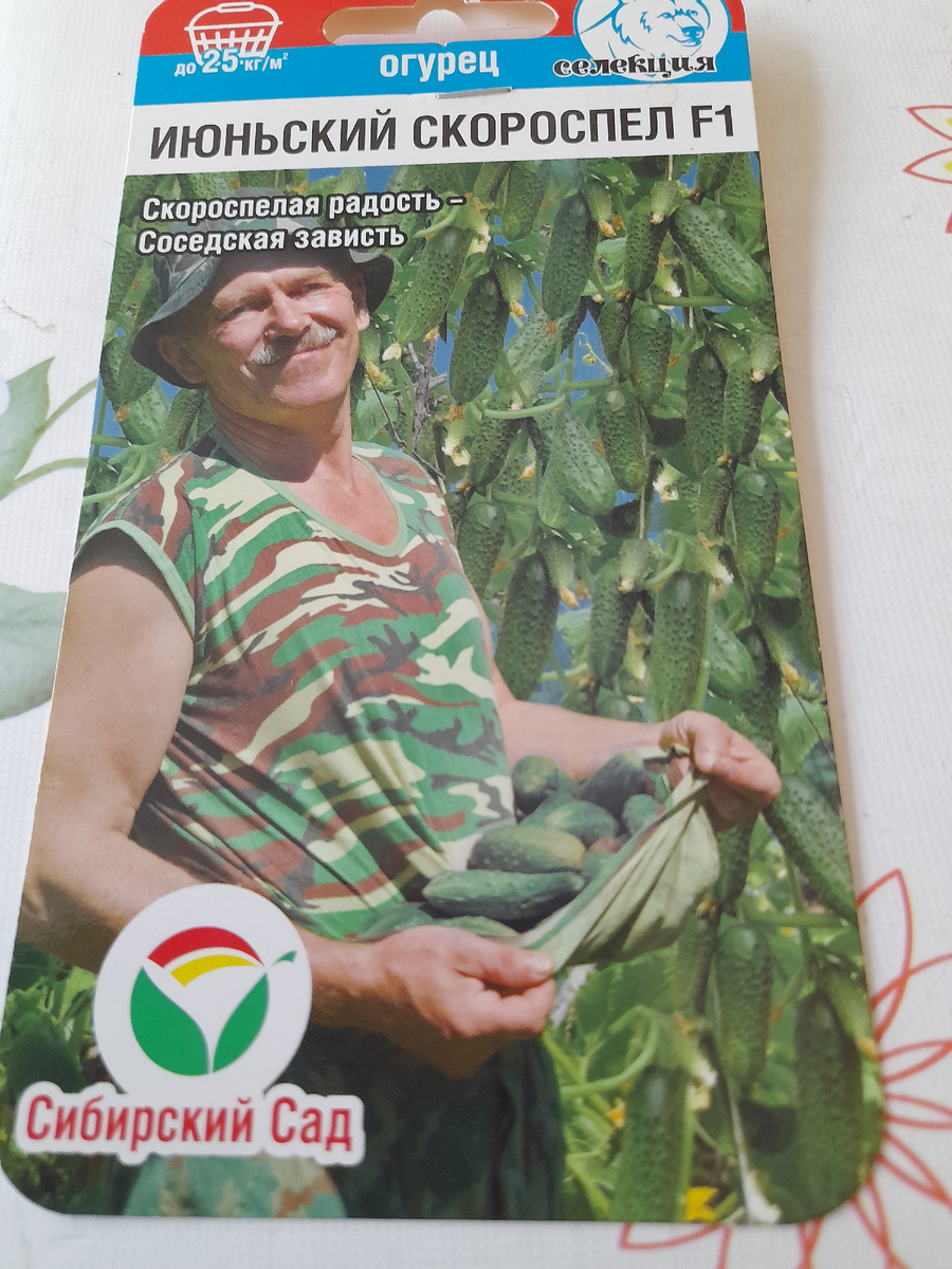 Фото автора. Из этих семян мои первые огурцы