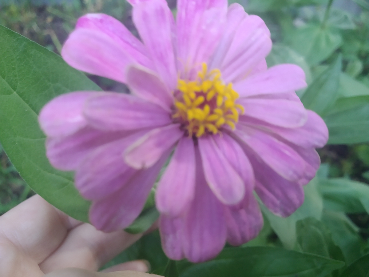 Это цинии мои распускаются по одному 