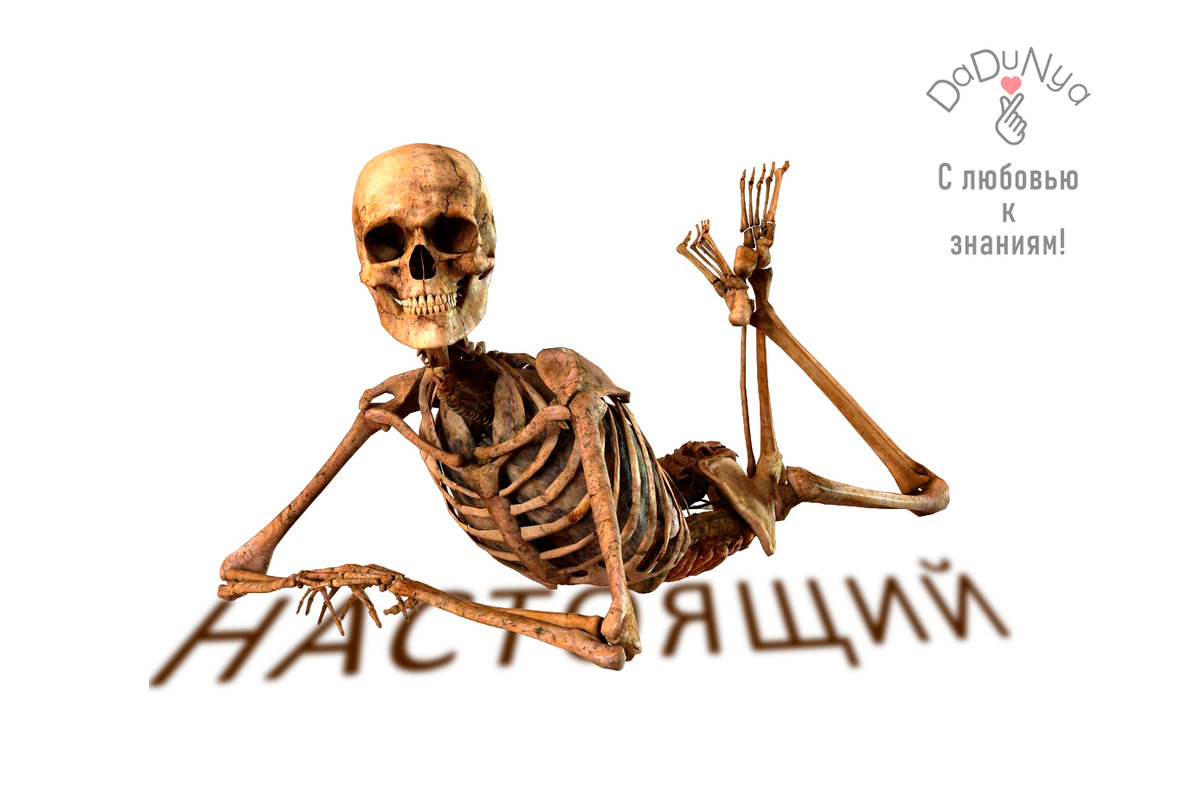 Настоящий коричневый тон костей человека