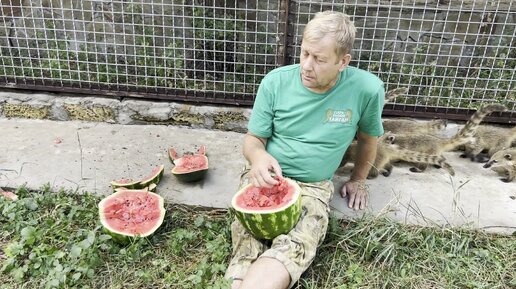 Олег Зубков в вольере с гамадрилом Люсей и носухами в парке львов Тайган ест арбуз на земле