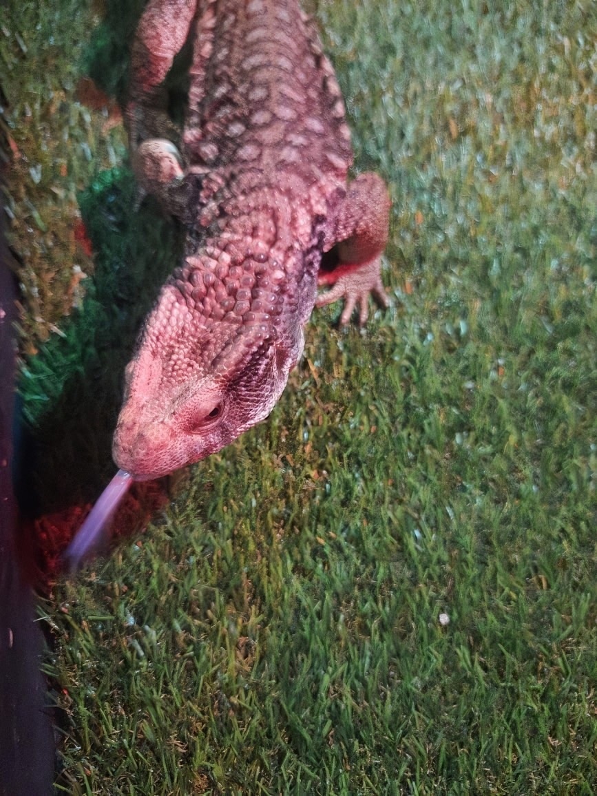 Синеязыкий Сцинк Тиша