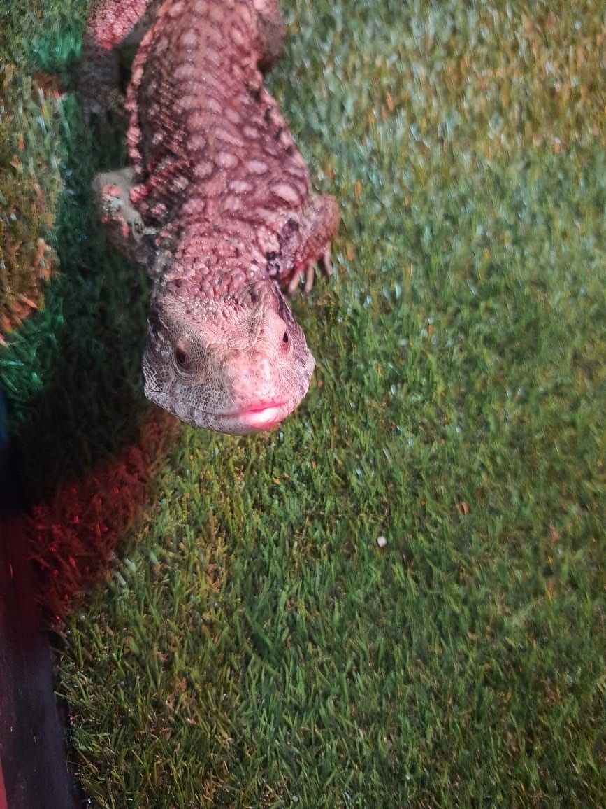 Тиша интересуется