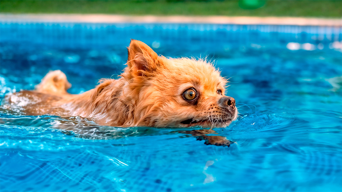 Пёс удивлённо оглянулся – это он сам булькнул в бассейн! Он стал перебирать всеми лапами, истошно скуля. Густая шерсть намокала очень быстро и тянула его ко дну.-2