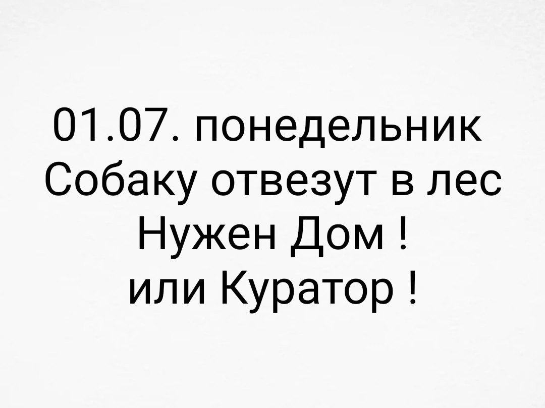 Псу по имени Щен СРОЧНО нужна помощь. | Дорога к дому. Санкт-Петербург |  Дзен