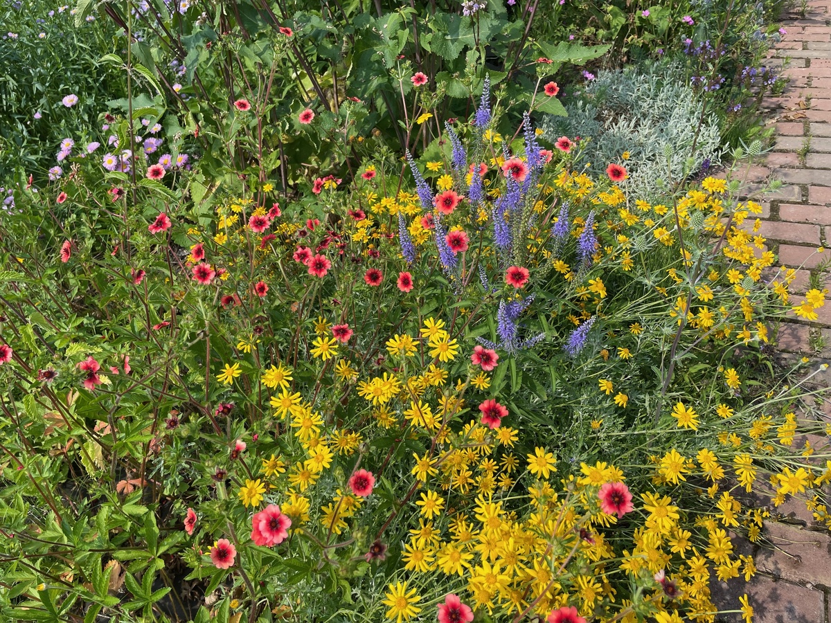 Вероника с непальской лапчаткой  и эриофиллумом.