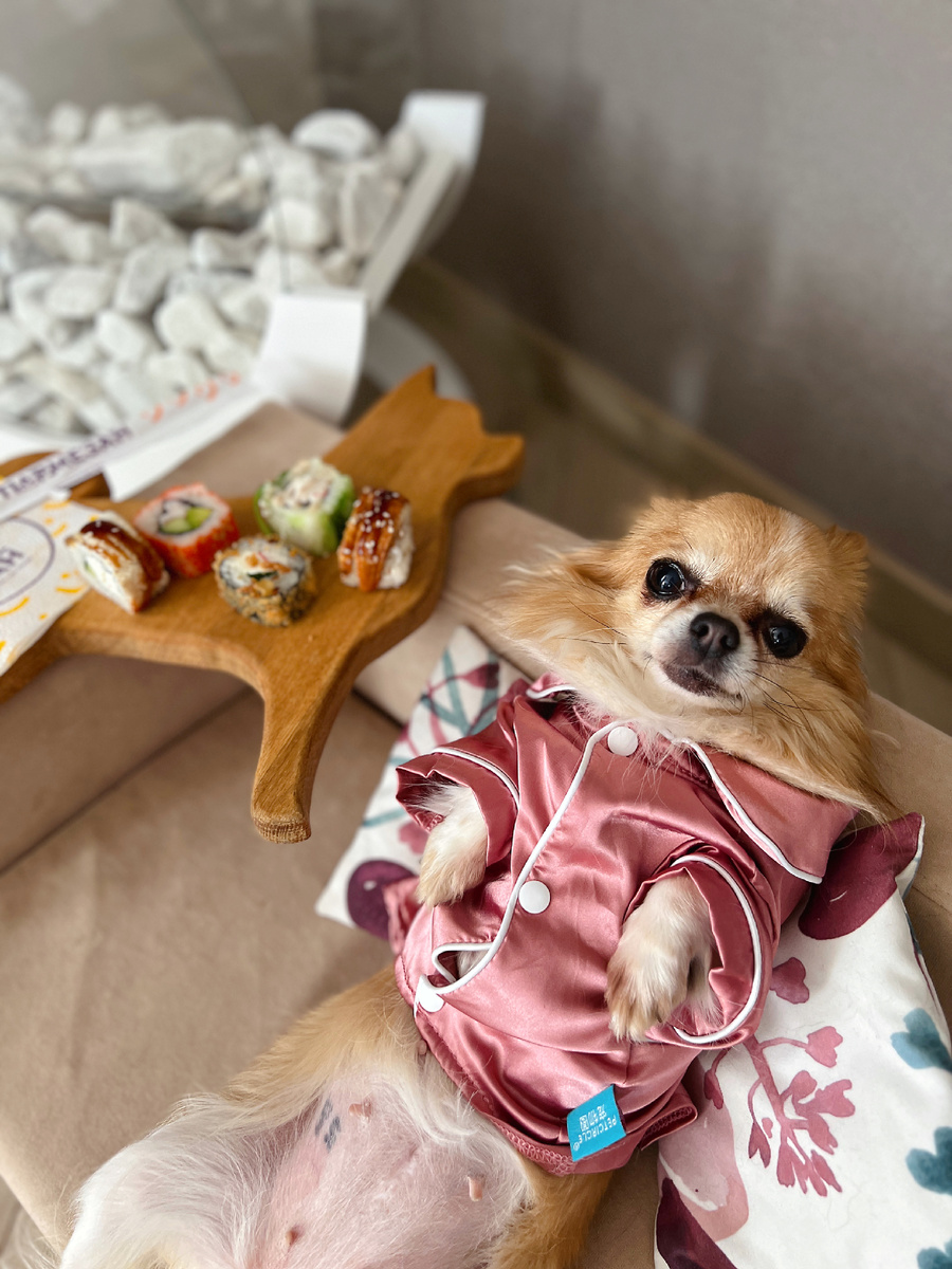 Не пытайтесь потакать капризам собаки 