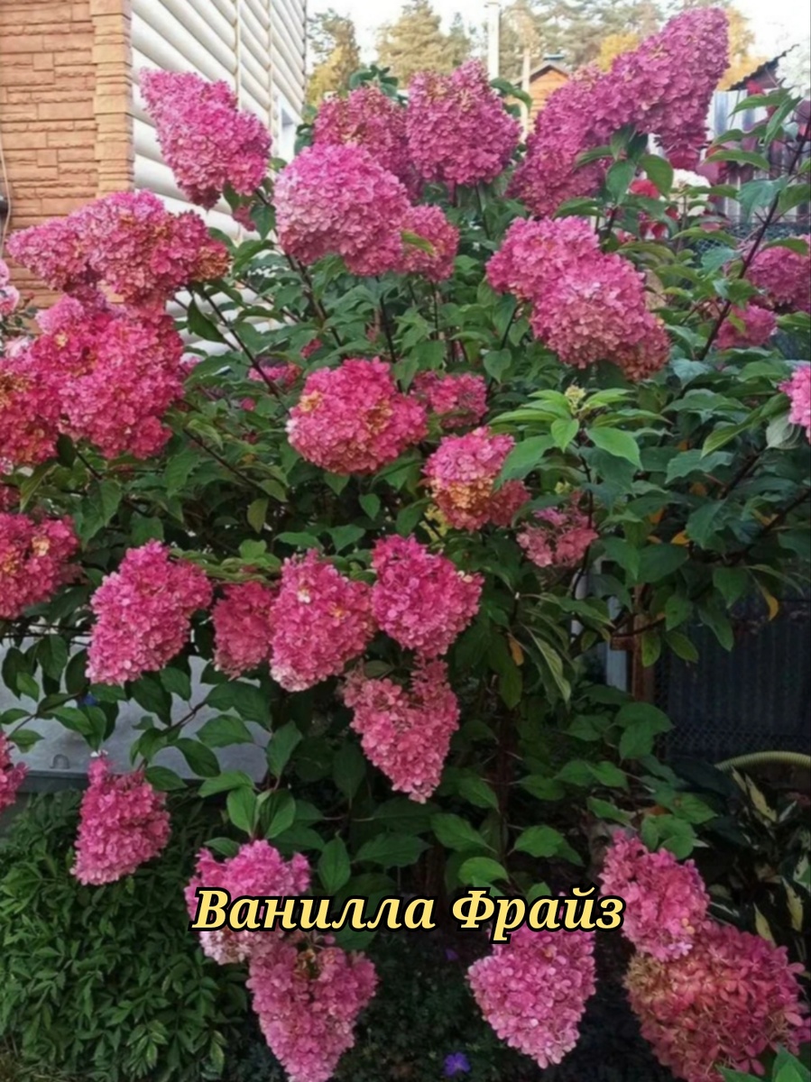 Метельчатая гортензия