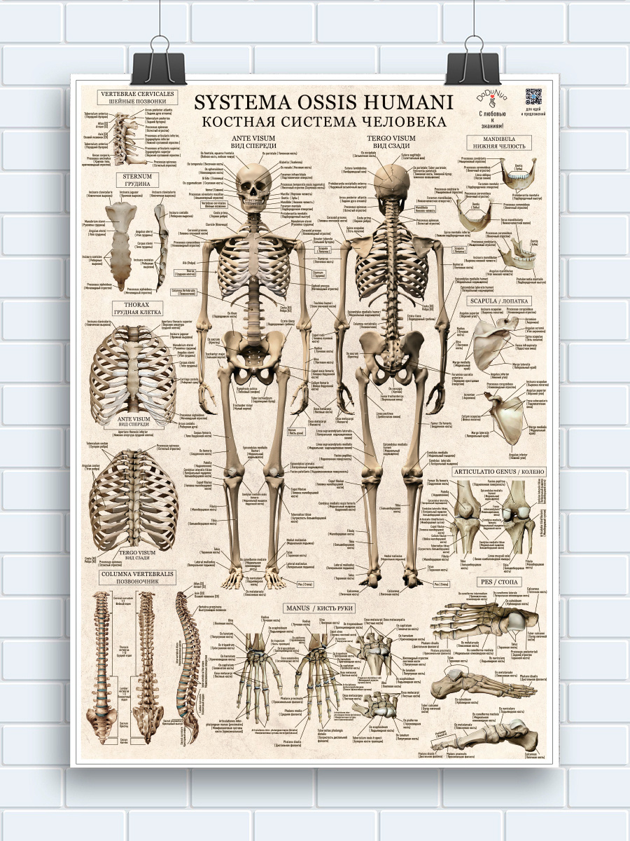 Наглядное пособие по остеологии