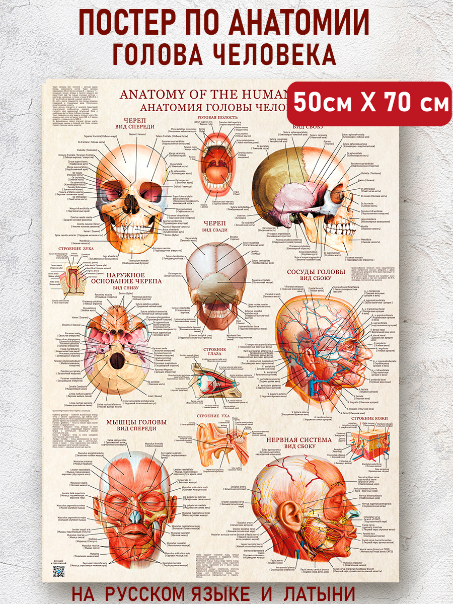 Наглядное пособие по анатомии головы человека