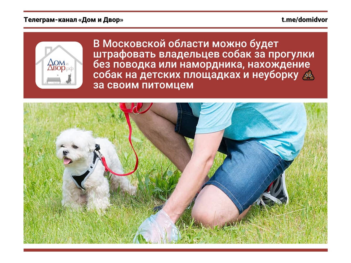 В Московской области можно будет штрафовать владельцев собак за прогулки без поводка или намордника, нахождение собак на детских площадках и неуборку 💩 за своим питомцем