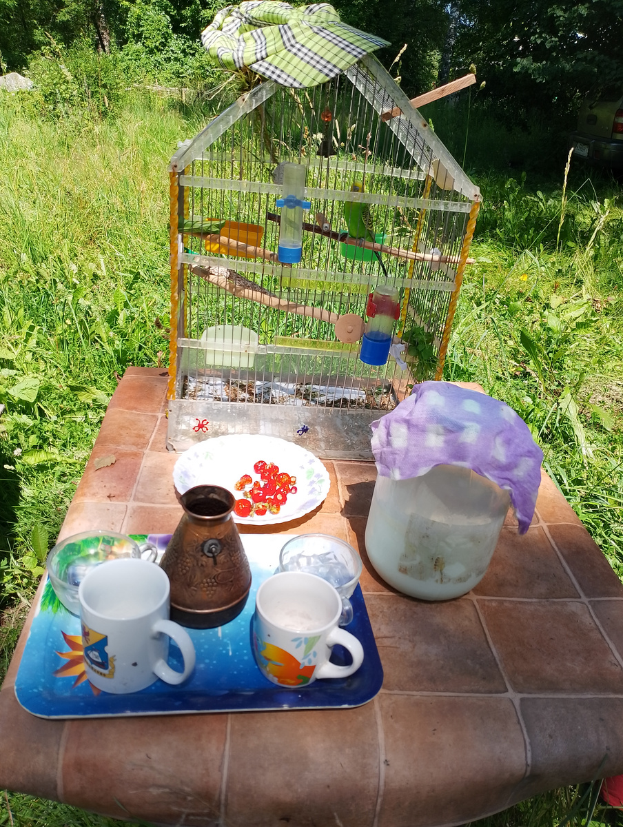 Вот это - счастье. Вынес клетку с попугаем, сварил кофе на двоих, достал из подпола молока ,которое с вечера было парным ... и никакой ностальгии, только наслаждением текущим моментом бытия.