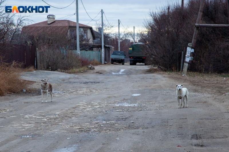    Из передержки – в могилу: почему в Волжском умирают собаки