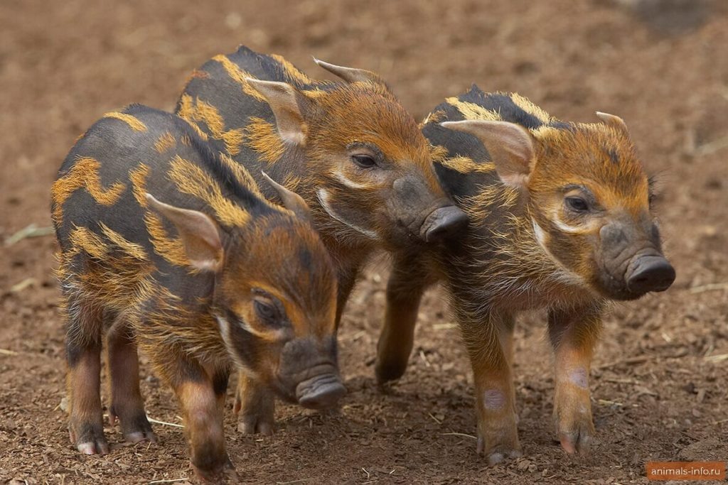 Дети бородавочника