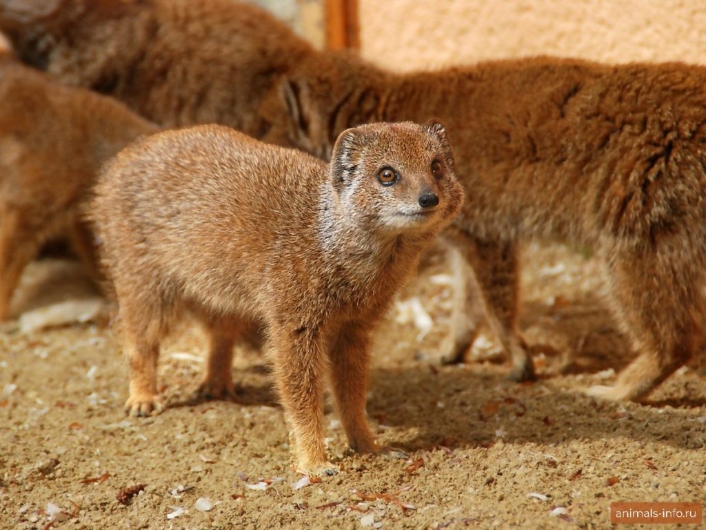 Мангуст
