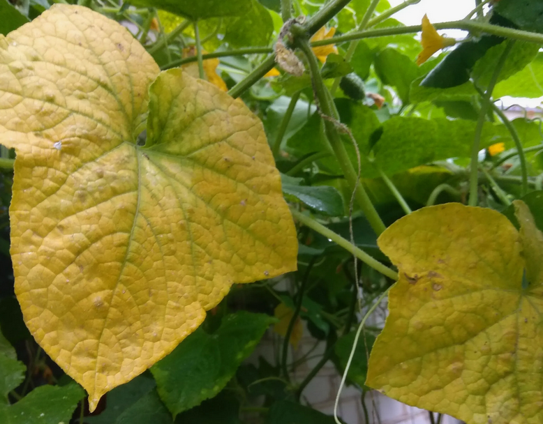 Пожелтение листвы огурцов