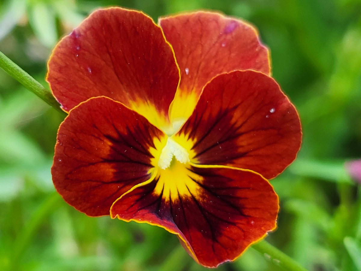 Цветок рогатой фиалки при температуре +28 ⁰С