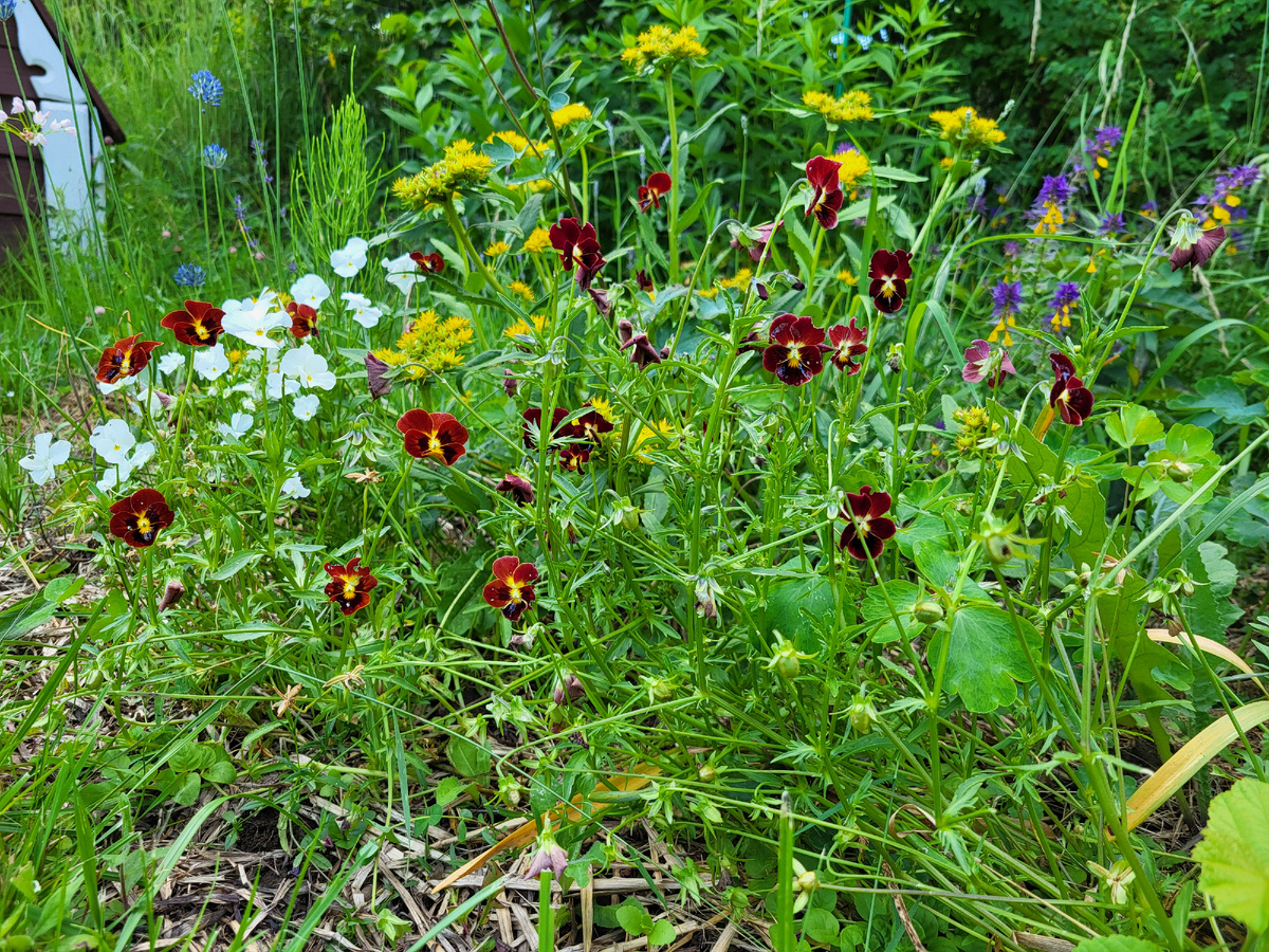 По габитусу  кустики сильно разными получились. Есть аккуратные прямостоячие. А есть Стёпки-растрёпки. Но это уже претензия к производителю семян, насыпал в пакет семена нестабильного сорта либо просто что под рукой было. Спасибо, что цвет совпал!