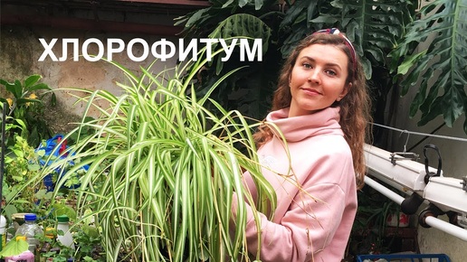 ХЛОРОФИТУМ уход 🌱 полезные свойства 🌱 ПОЧЕМУ ЖЕЛТЕЮТ ЛИСТЬЯ